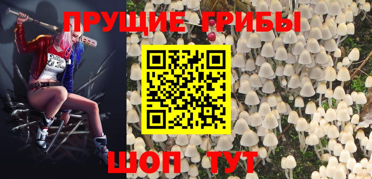 что такое   Вход с VPN  Губкин  Галлюциногенные грибы Psilocybine cubensis 